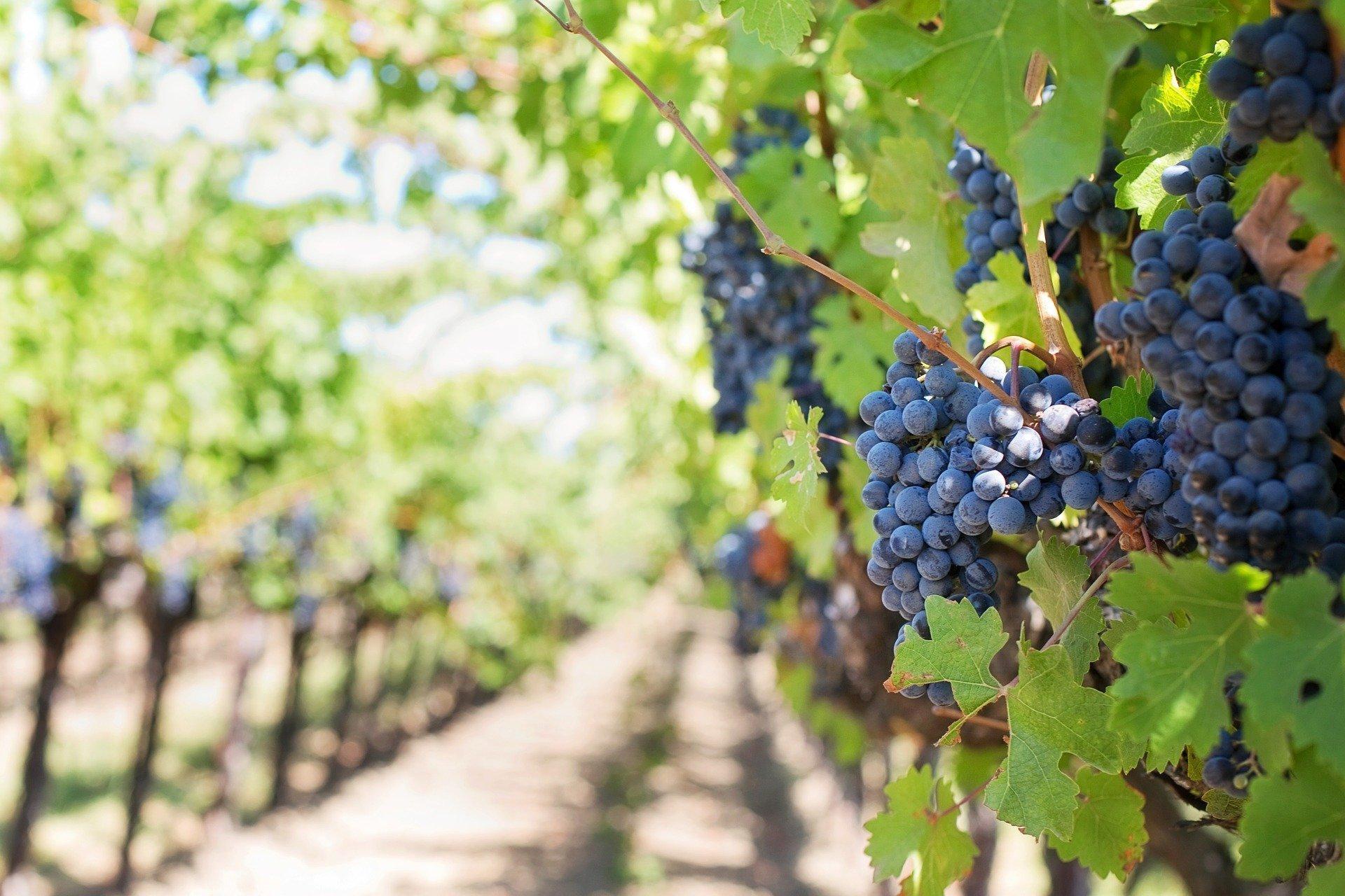 Wine country